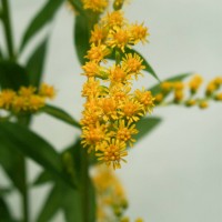 Canadian Goldenrod